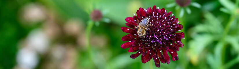 Deep maroon flower blooming with a bee pollinating it, as a nature background

