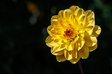 Beautiful yellow dahlia highlighted by the sun, against a dark background
