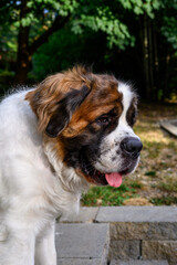 Portrait of a happy Saint Bernard in a sunny back yard, tongue out, sitting at the top of stairs
