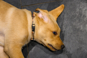 Close up of yellow lab puppy on a slate kitchen floor, floppy ears and funny face
