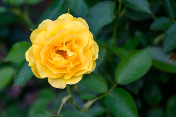 Yellow rose blooming in a garden on a cold day, as a nature background
