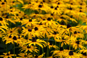 Mass of Black-Eyed Susan yellow flowers blooming in a garden, as a nature background
