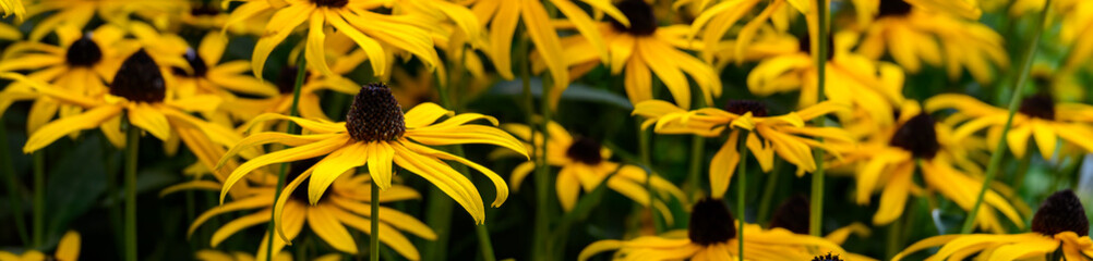 Mass of Black-Eyed Susan yellow flowers blooming in a garden, as a nature background
