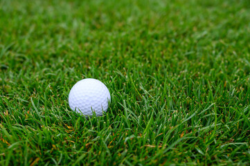 Lush green golf course grass in the rough, with a white golf ball ready to play
