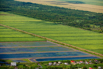 Guyanese Agriculture at Lusignati Near Georgetown