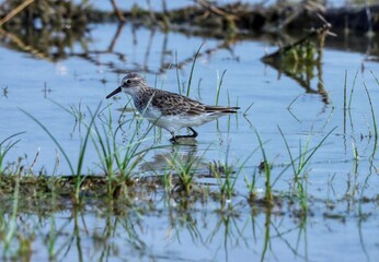 Little stint bird at river. Calidris minuta. Erolia minuta. Small wader.
