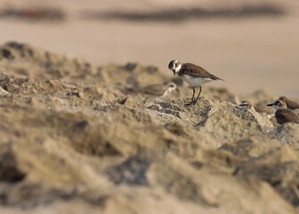 The lesser sand plover is a small wader in the plover family of birds. Lesser sand plover on rock. Charadrius mongolus.

