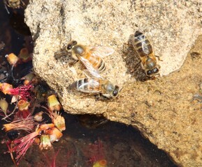 Water-collecting Western Honey Bees (Apis mellifera), South Australia