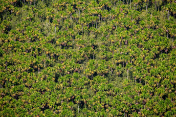 Swamps of the East Demerara Guyana