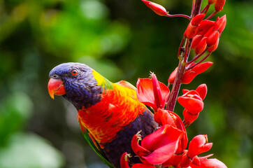 Rainbow Lorikeet bird with the beautiful red flower on the tree at Botanic garden.