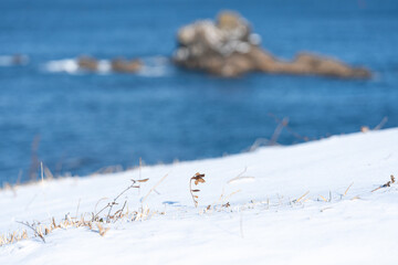 雪の中の植物
