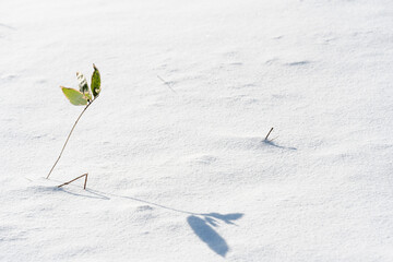 雪の中の植物