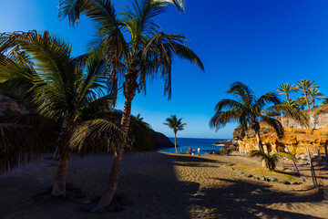 Palm Trees - Perfect palm trees against a beautiful blue sky and the ocean, tenerife