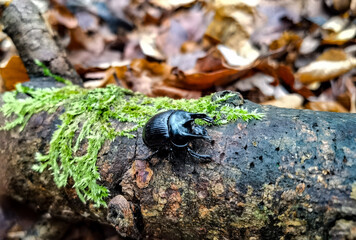 beetle on the tree