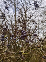 plums on tree