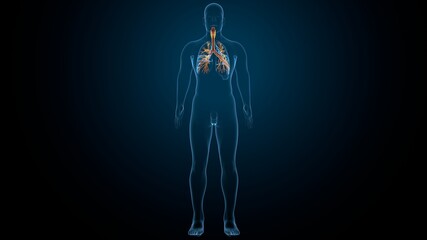 3D illustration of larynx trachea bronchi part of respiratory system.
