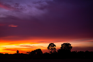 Evening sunnes sky pastel gradient with shadow tree in night.