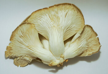 Gírgolas comestibles, hongo en fondo blanco. 