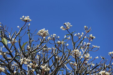 Plumeria flowers with blue sky