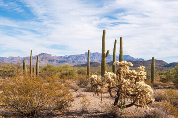 Chain fruit cholla, Saguaros and creosote bush dominate the landscape along the North Puerto Blanco...