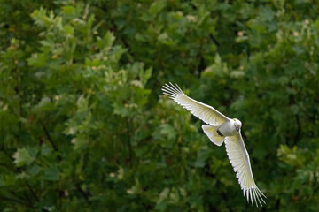 Cockatoo in flight