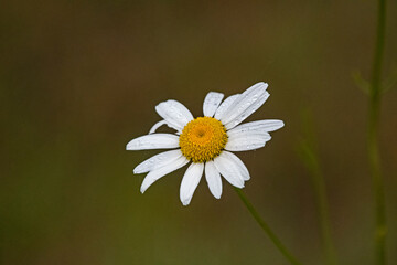 White daisy in early morning light