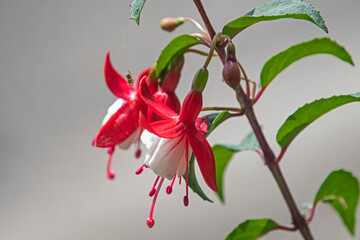 Read and White fuchsia flower