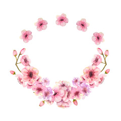 A wreath of spring pink sakura blossoms on a white isolated background. Watercolor illustration
