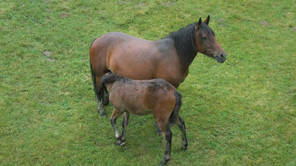 Fototapeta premium Horse foal and mother mare graze on pasture on background of green grass in rain. Wet brown colt drinks milk from equine at ranch. Slow motion. No people. Horse breeding farm in countryside. Top view