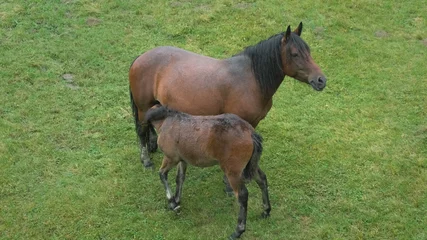 Fotobehang Horse foal and mother mare graze on pasture on background of green grass in rain. Wet brown colt drinks milk from equine at ranch. Slow motion. No people. Horse breeding farm in countryside. Top view © krovsmolokom13