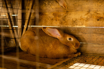 Brown bunny In a cage. brown rabbit