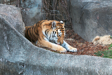 tiger in zoo