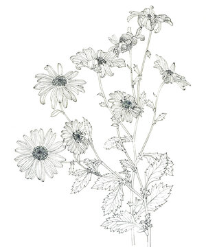 구절초 보타니컬 펜 스케치 white-lobe Korean dendranthema ink pen line sketch hand drawn botanical illustration