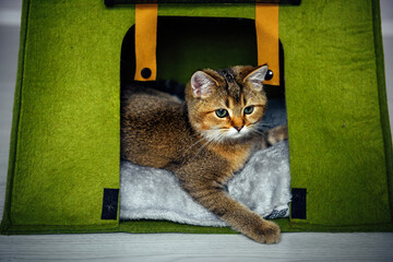 Funny red striped kitten looking out from special house for pets, close-up. Cat's accessories.