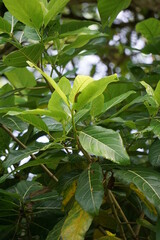 Ficus septica (awar-awar, bar-abar, ki ciyat, bobulutu, tagalolo, tobo-tobo, dausalo) in nature background. Ficus septica can treat rheumatism, anti-poison drugs, and others.