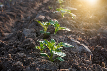 Organic potato plants growing in the morning atmosphere.