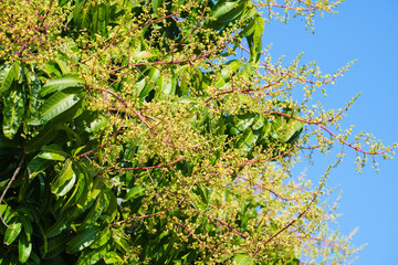 Mango pollen blossoms or mango bouquet flower blooming on the mango trees in the garden.