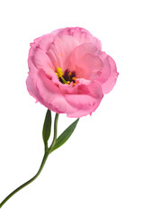Fototapeta premium One pink eustoma on a white background.