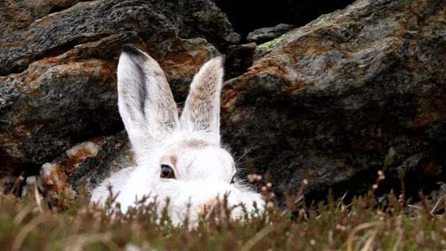 Mountain hare (Lepus timidus) sheltering by rock in Cairngorms, Scottish Highlands with snow falling