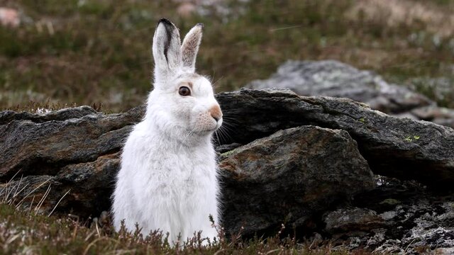Mountain hare (Lepus timidus) sitting with snow falling in Cairngorm mountains, Scottish Highlands