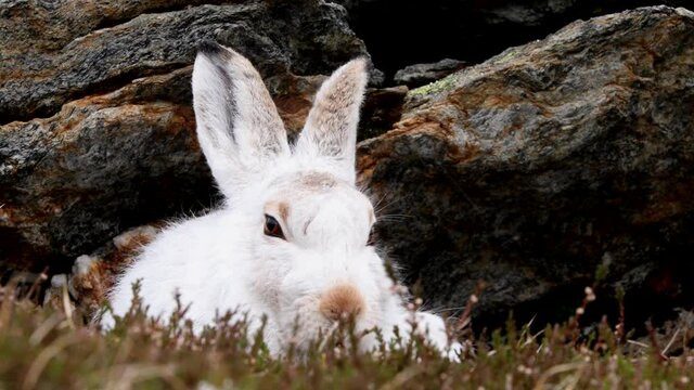 Mountain hare (Lepus timidus) licking lips and twitching nose while sheltering by rock in Cairngorms, Scottish Highlands