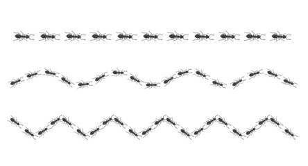 A trail of ants. Insects march along the line. Vector
