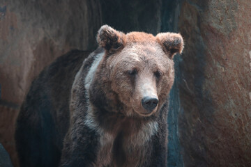 An adult bear crawls out of a cave in the mountains.