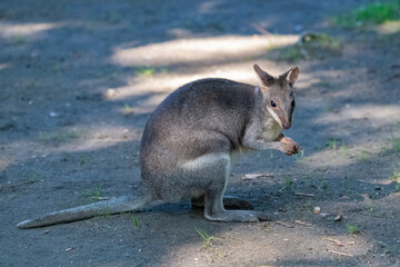 Dusky pademelon, Thylogale brunii, marsupial, portrait
