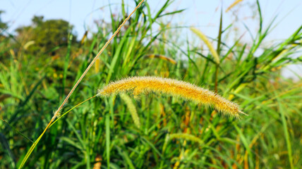 Dry Pennisetum pedicellatum flowers on blur background, soft and selective focus
