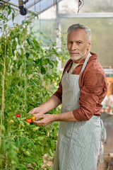 A bearded man in the greenhouse with tomatoes in hands