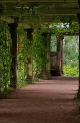 gray concrete wall fence overgrown with green vegetation and grass in the street.