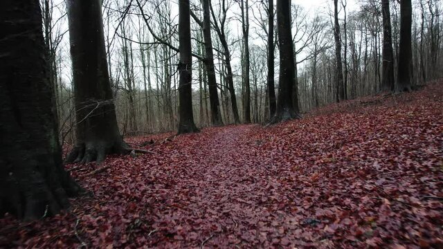Cam follows path in sleepy winter forest, Sweden