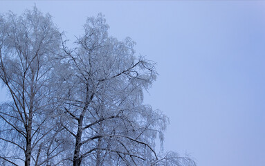 The sky with birch branches covered with frost on a frosty winter day. image with place for text.