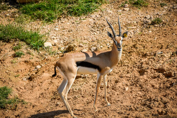 Arabian Gazelle in United Arab Emirates